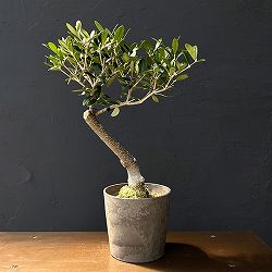 オリーブ：ネバティロブランコ　創樹さんの盆栽仕立て　4号鉢植え26-04