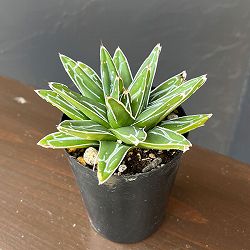 アガベ：ダルマ笹の雪 3号ロングポット