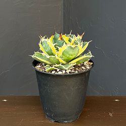 アガベ：チタノタ　白鯨錦（ハクゲイニシキ）　5号鉢植え26-01