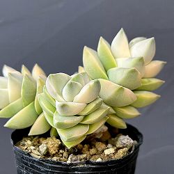 クラッスラ：紀の川錦　2号ポット