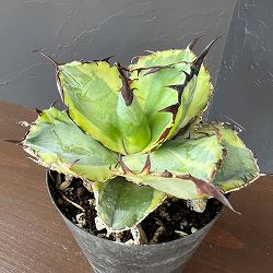 アガベ：チタノタ　ブラックアンドブルー錦　3号ロングポット26-01