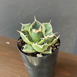 アガベ：チタノタ　南アフリカダイヤモンド錦　3号ロングポット