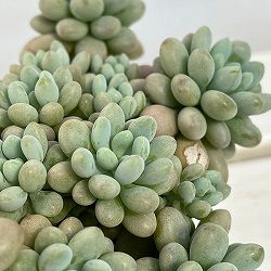エケベリア：キャビア（群生）　3.5号