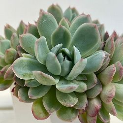 エケベリア：ハオルヤ（群生）　3.5号
