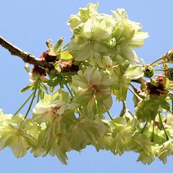 桜：御衣黄（ギョイコウ）接木苗4～5号ポット