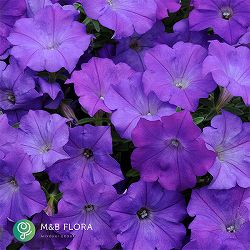 ペチュニア：ウェーブ デニム3.5号ポット 6株セット