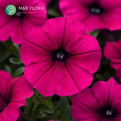 ペチュニア：ウェーブ パープル3.5号ポット 3株セット