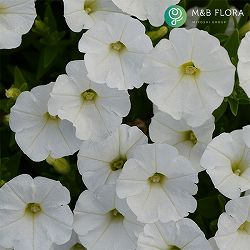 ペチュニア：ウェーブ ホワイト3.5号ポット 3株セット