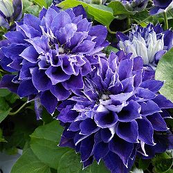 クレマチス：新紫玉（シンシギョク）5号鉢植え