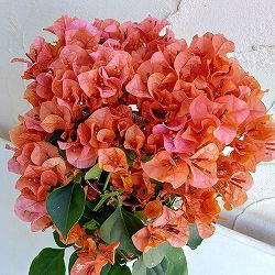 ブーゲンビレア：カリフォルニアオレンジ3.5号鉢植え