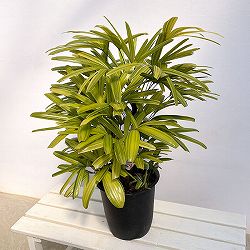 カンノンチク：綾錦(あやにしき)8号鉢植え