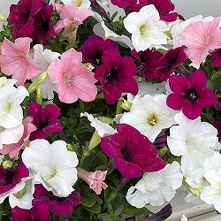 ペチュニア：3色植え（ホワイト＆パープル＆ピンク）4号ポット