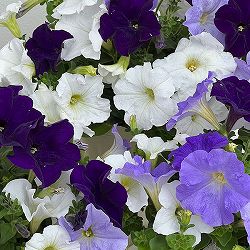 ペチュニア：3色植え（ホワイト＆ライトブルー＆ディープブルー）4号ポット