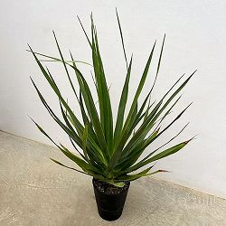 ドラセナ：ドラコ　7号鉢植え（26-02）