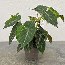 ベゴニア：グリーフェザー　4号鉢植え