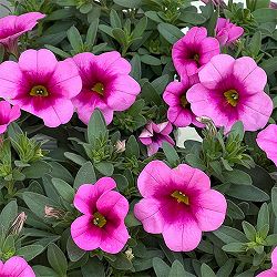 カリブラコア：サンバ　ピンクキッス3.5ポット 3株セット