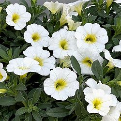 カリブラコア：サンバ　ホワイト3.5ポット 3株セット