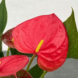 アンスリウム：朱里（しゅり）　3.5号鉢入り