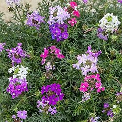 バーベナ（宿根）：ロングラン3.5号ポット 6株セット