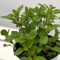 イタリアンハーブ：スイートマジョラム3.5号ポット