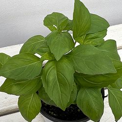 イタリアンハーブ：バジル　ベルガモ3.5号ポット