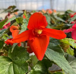 ベゴニア：ポッピングスター　オレンジ3.5号ポット 3株セット