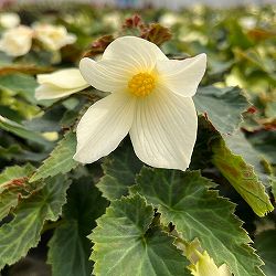 ベゴニア：ポッピングスター　ホワイト3.5号ポット 6株セット