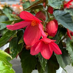 ベゴニア：ポッピングスター　ローズ3.5号ポット 6株セット