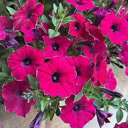 ペチュニア：彩夏（あやか）3.5号ポット 3株セット