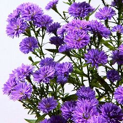 クジャクアスター（八重咲）：瑠璃紫3号ポット 3株セット