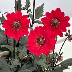 プチダリア（銅葉系）：ピュアリップ3-3.5号ポット