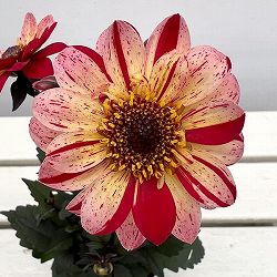 プチダリア（銅葉系）：フレディー3-3.5号ポット