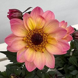 プチダリア（銅葉系）：ピンクバード3-3.5号ポット