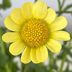 クリサンセマム：ムルチコーレ　アップライトクリーム3.5号ポット