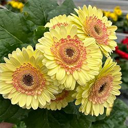 [26年4月下旬予約]ガーベラ：ジョイベラ　サンライズ4号ポット