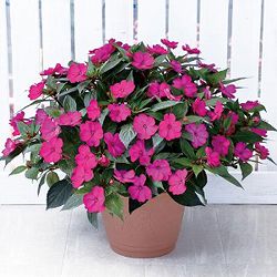 サンパチェンス(R)：パープル(ver.2)3.5号ポット苗