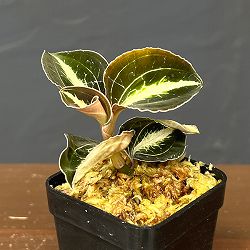 アネクトキルス：ロビアーナス ベトナム　2号ポット