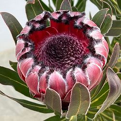 （わけあり特価）プロテア：オーストラリスルビー（開花終了）　5号鉢植え