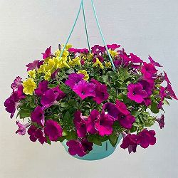 ペチュニア：カラフル3品種植え／フルーツピザ8号スリット吊鉢植え