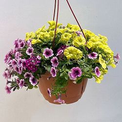 ペチュニア＆バーベナ：カラフル3品種植え／ハローフィエスタ8号スリット吊鉢植え