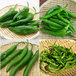 [送料無料]食べるとうがらしおまかせ品種ミックス3号ポット28株セット