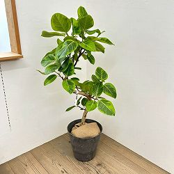 フィカス：アルテシマ（朴曲げ仕立て・Lサイズ）　7号鉢植え　10号鉢カバー付き(アートストーン ラウンド グレー)