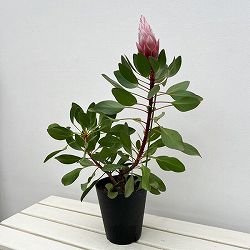 プロテア：リトルプリンス（大サイズ）5号鉢植え*