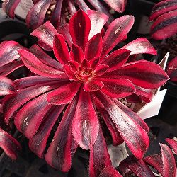 アエオニウム：黒法師錦（クロホウシニシキ）3.5号ポット**