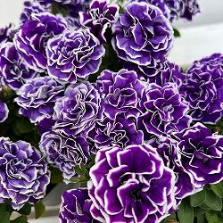 [送料無料]ペチュニア：花衣（はなごろも）　藍染5号鉢植え