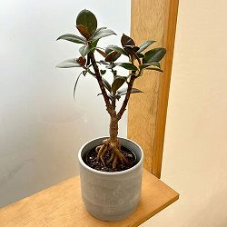 フィカス：メラニー　4号根上り仕立て　鉢カバー付き(SKステップH15：アッシュグレイ)