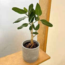 フィカス：ベンガレンシス（根上り仕立て）4号ポット　鉢カバー付き(SKステップH15：アッシュグレイ)