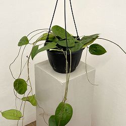 ホヤ：グラブラ　7号吊り鉢