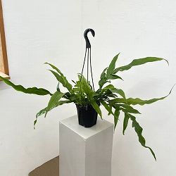 アグラオモルファ：コロナンス(カザリシダ)　5号吊り鉢