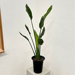 ストレリチア：レギネ　マンデラゴールド（黄花）6号鉢植え